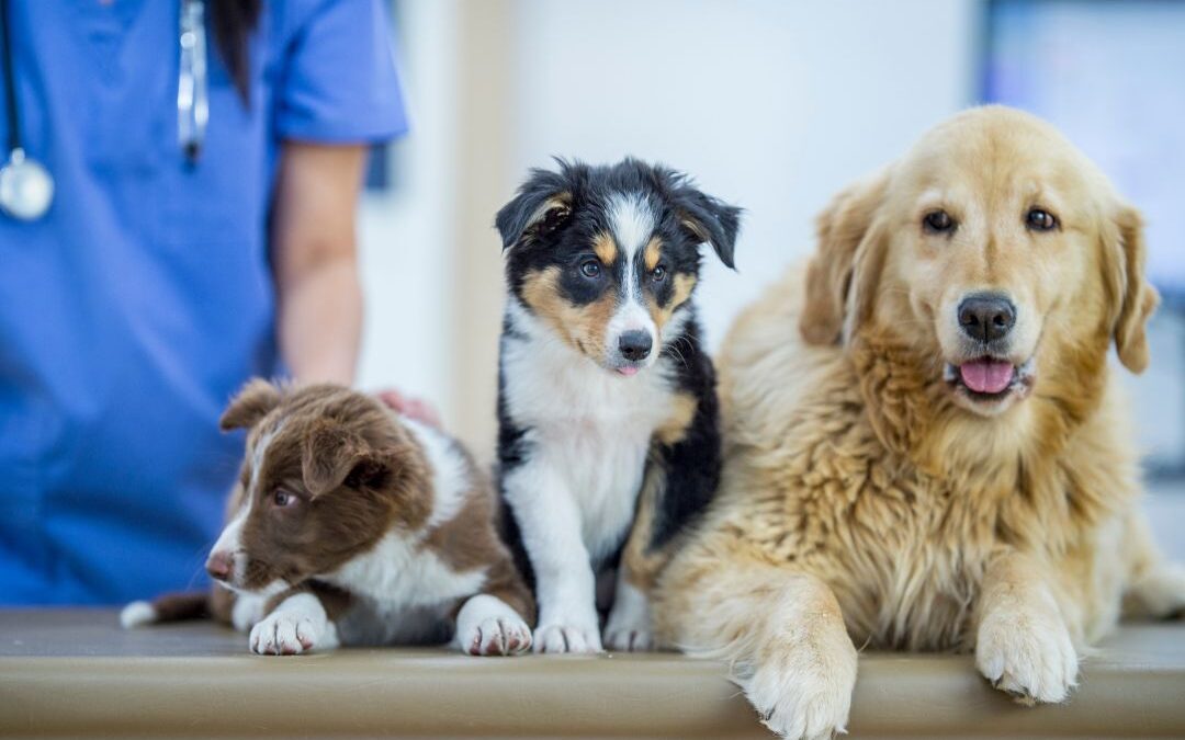 Building Trust and Boosting Client Retention in Veterinary Clinics Through Social Media