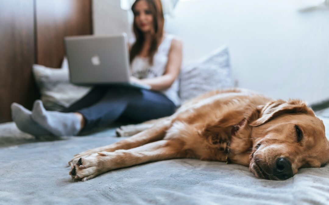 How Paid Social Media Ads and Organic Content Work Together to Grow Your Veterinary and Pet Business